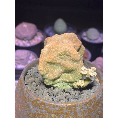 四方凝蹄玉|【四方擬蹄玉 Pseudolithos cubiforme】...